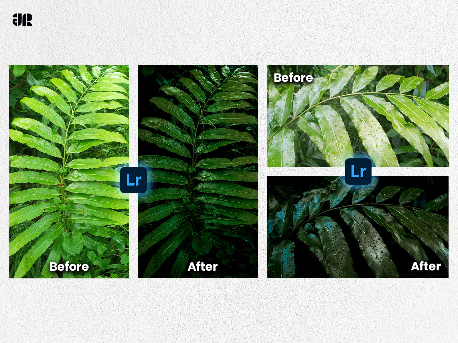 Nature Photography || Lightroom Editing adobe lightroom editing adobe photoshop design fern photgraphy freelace photographer freelance logo designer graphic design lightroom preset minimal minimalism mobile photography moody nature photography nature nature photography photo editing photography plant photography presentation rainy day photography tropical plant