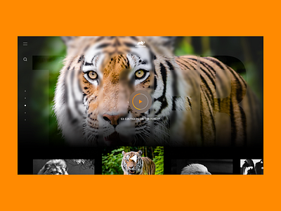 TV Streamer animal planet design streamer tv ui ux