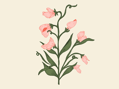 Sweet Pea adobe fresco plants vector