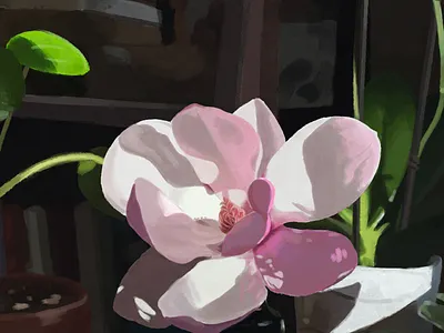 Pink Magnolia Flower digital painting flower illustration magnolia painting procreate
