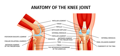 Knee joint anatomy infographics anatomy healthy illustration knee realistic vector