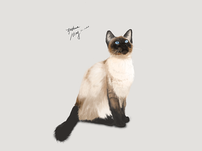 CAT animal cat illustration impasto practice photoshops