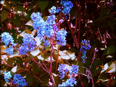 Bloom