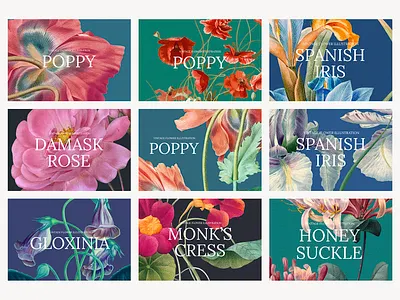 Vintage Illustration: Flowers | Remixed Web Banner Templates branding design digital art editable template floral flower graphic design hand drawn illustration mixed media presentation template psd remixed social media post social media template template template vector vector vintage illustration web banner template