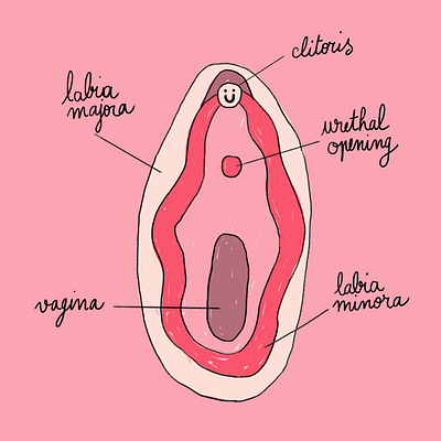 vulva feminist illustration vulva women
