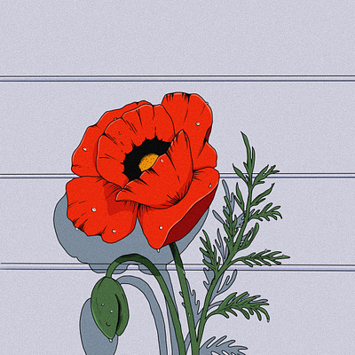 Poppy dew drops flowers illustration poppies spring springtime