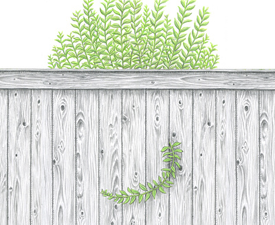 Against the Graine art artist artwork drawing fence hand drawn illustration ink pencil plant plants texture wood