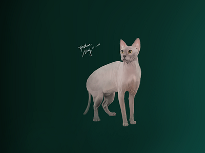 CAT animal cat illustration impasto practice photoshops