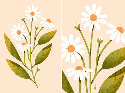 Daisy_01 beautiful blossom bouquet collection daisy design digital flower garden gloom illustration leaf minimal plant procreate raster simple spring summer sun