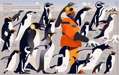 Passionate About Penguins animals childrens book digital folioart illustration nature non fiction owen davey publishing wildlife