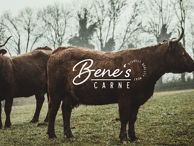 Bene's Carne Butcher Logo Design brand identity branding butcher butchery corporate identity cow design food graphic design logo meat visual identity