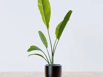 Banana Flower 3D Model 3d 3d flower 3d flower with pot c4d models c4ddownload cinema 4d free 3d model