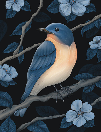 Eastern Bluebird bird design digital art drawing eastern bluebird illustration poster