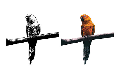 Parrot Vector Set amusing