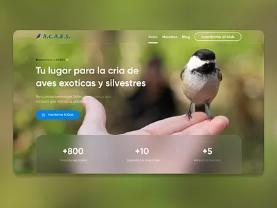 "A.C.A.E.S" - Birds Club Web Page birds ui ux web website