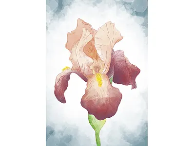 Iris flower botanical drawing flower photoshop wacom