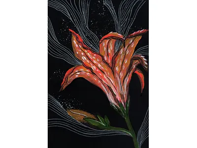 Day-lily botanical drawing hand drawing herbal illustration pencil