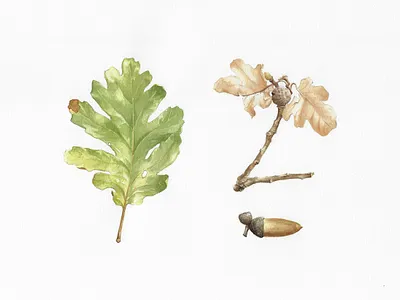 Oak acorn artwork autumn botanical brown design fruit green handmade illustration leaf oak painting plant quercia quercus quercus virgiliana traditional art watercolor