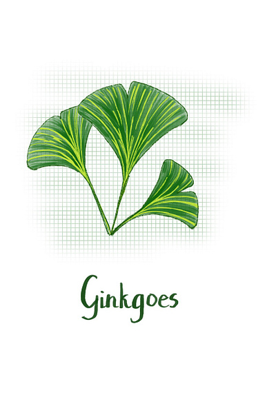 Ginkgoes color illustration ipad