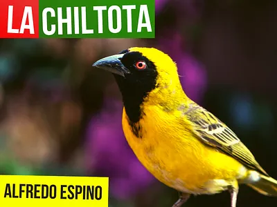 LA CHILTOTA ALFREDO ESPINO 🐦🥭 | Jícaras Tristes antologia poetica la chiltota valentina zoe poesia