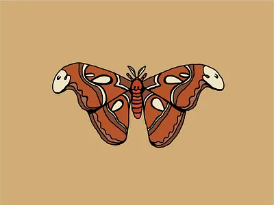 Atlas Moth atlas moth design flat graphic design illustration illustrator moth procreate vector