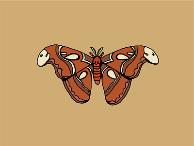 Atlas Moth atlas moth design flat graphic design illustration illustrator moth procreate vector