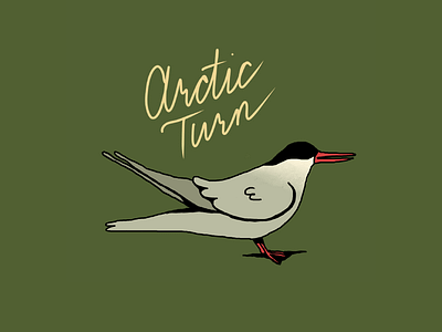Arctic Turn Bird arctic turn bird birds design flat graphic design illustration illustrator nature vector