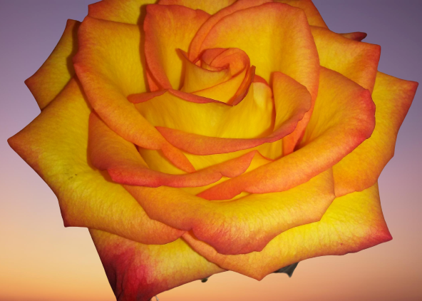 Example of Sunset Rose