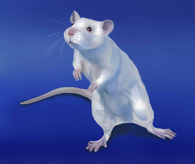 rat blue draw illustration mouse paint paint tool sai rat sai white mouse