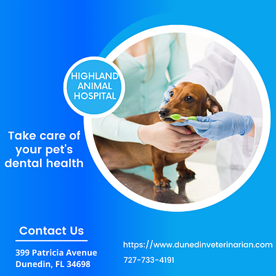 Take care of your pet's dental health fl