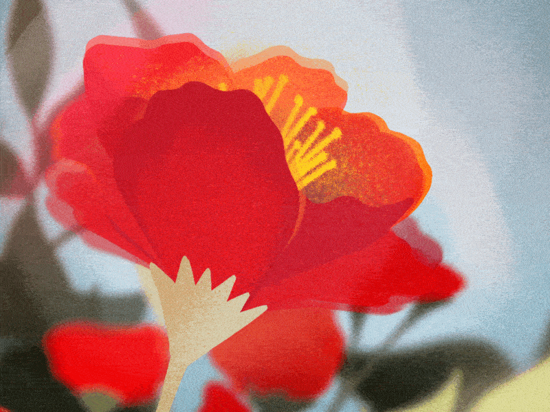 Poppies in the Wind animation breeze bright field flower field flowers grassy illustration landscape motion graphics poppies red summer summertime wild windy