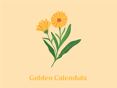 Hand-drawn Calendula Illustration affinity designer agronomy calendula flower graphic design hand drawn herb icon illustration illustrator merygold original packaging procreate summer vector yellow