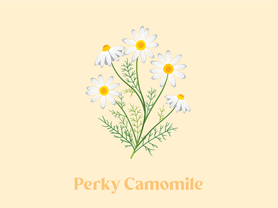 Hand-drawn Camomile Illustration adobe illustrator affinity designer agronomy camomile chamomile design flower graphic design hand drawn herbs icon illustration logo original perky procreate summer vector yellow