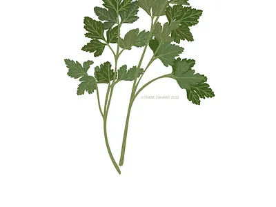 Parsley adobe illustrator design digital art digital illustration food graphic design herbs illustration magazine vector wacom