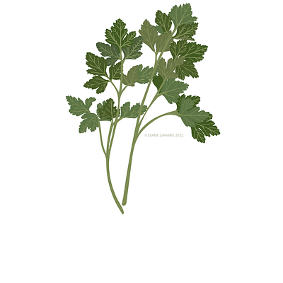 Parsley adobe illustrator design digital art digital illustration food graphic design herbs illustration magazine vector wacom