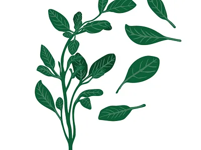 Basil Leaves adobe illustrator design digital art digital illustration food graphic design herbs illustration magazine wacom