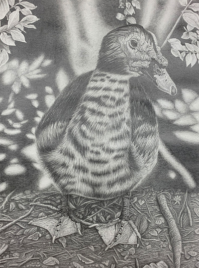 Camouflaged animal bird black and white branches drawing duck feathers fine art florida graphite graphite pencil leaves muscovy muscovy duck nature pencil pencil drawing traditional art trees yard