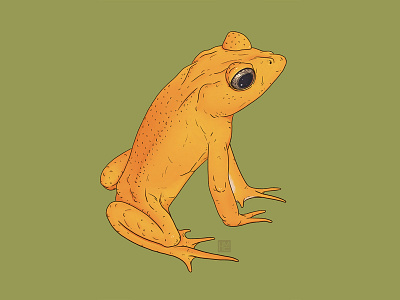 Golden toad amphibian animal biodiversity extinct illustration toad