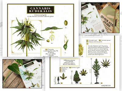 "EZMJ" Grow Kit Infographics botanical cannabis dope ganja graphic design greenery hash hemp herbarium illustration infographics marijuana nature plant ruderalis seeds trees vector