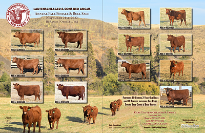 Cattle Sale Ad Spread