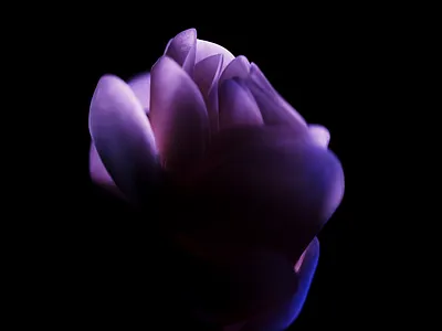 Flower 3d 3d animation 3d flower 3d rendering animation cgi