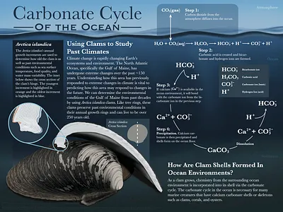 Carbonate Cycle of the Ocean animal art clam climate change color illustrator infographic photoshop shell
