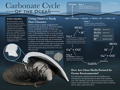 Carbonate Cycle of the Ocean animal art clam climate change color illustrator infographic photoshop shell