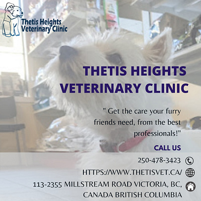 Get Quality Veterinary Care Service at vet clinic Millstream, BC animal hospital millstream bc