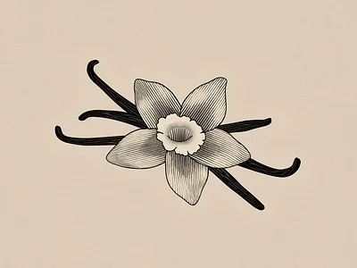 Vanilla drawing food food illustration illustration ink pen vanilla vanilla beans vanilla illustration vanilla pods