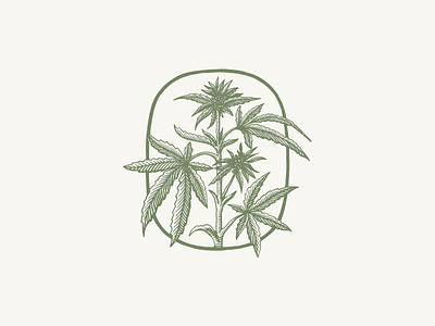 Cannabis cannabis engraved logo logotype nature vintage