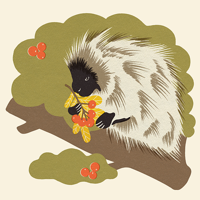 Porcupine | Beside Mag animal art animal illustration design flat illustration illustrator matchbook