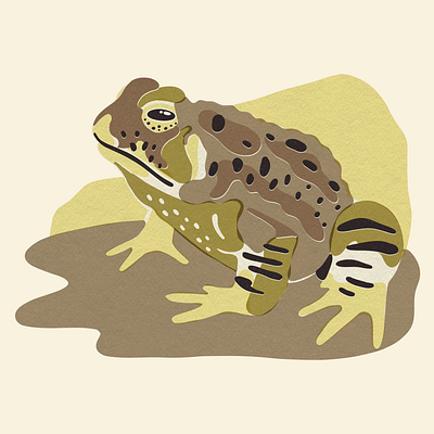 American Toad | Beside Mag animal art animal illustration design flat illustration illustrator matchbook
