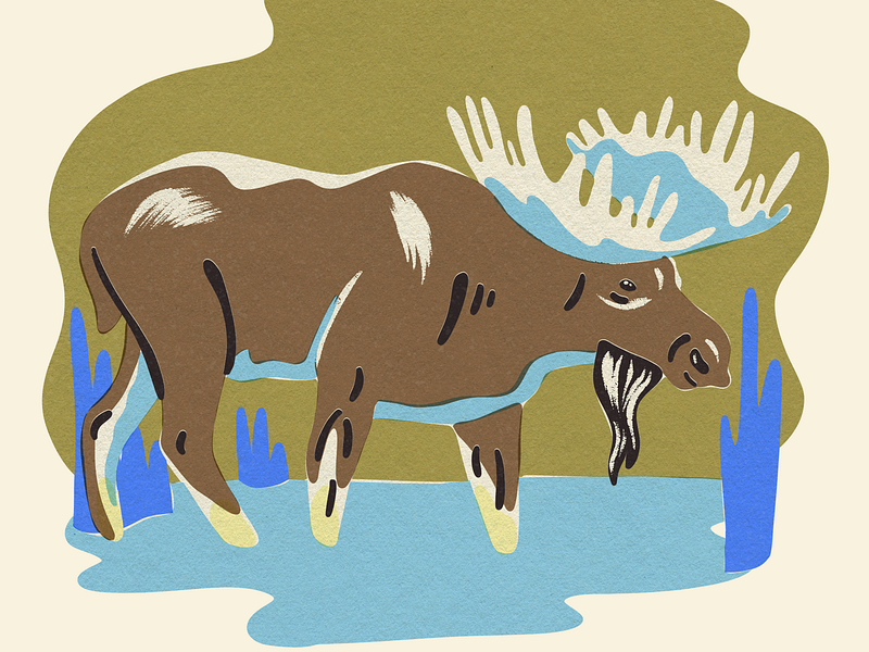 Moose | Beside Mag animal art animal illustration design flat illustration illustrator matchbook
