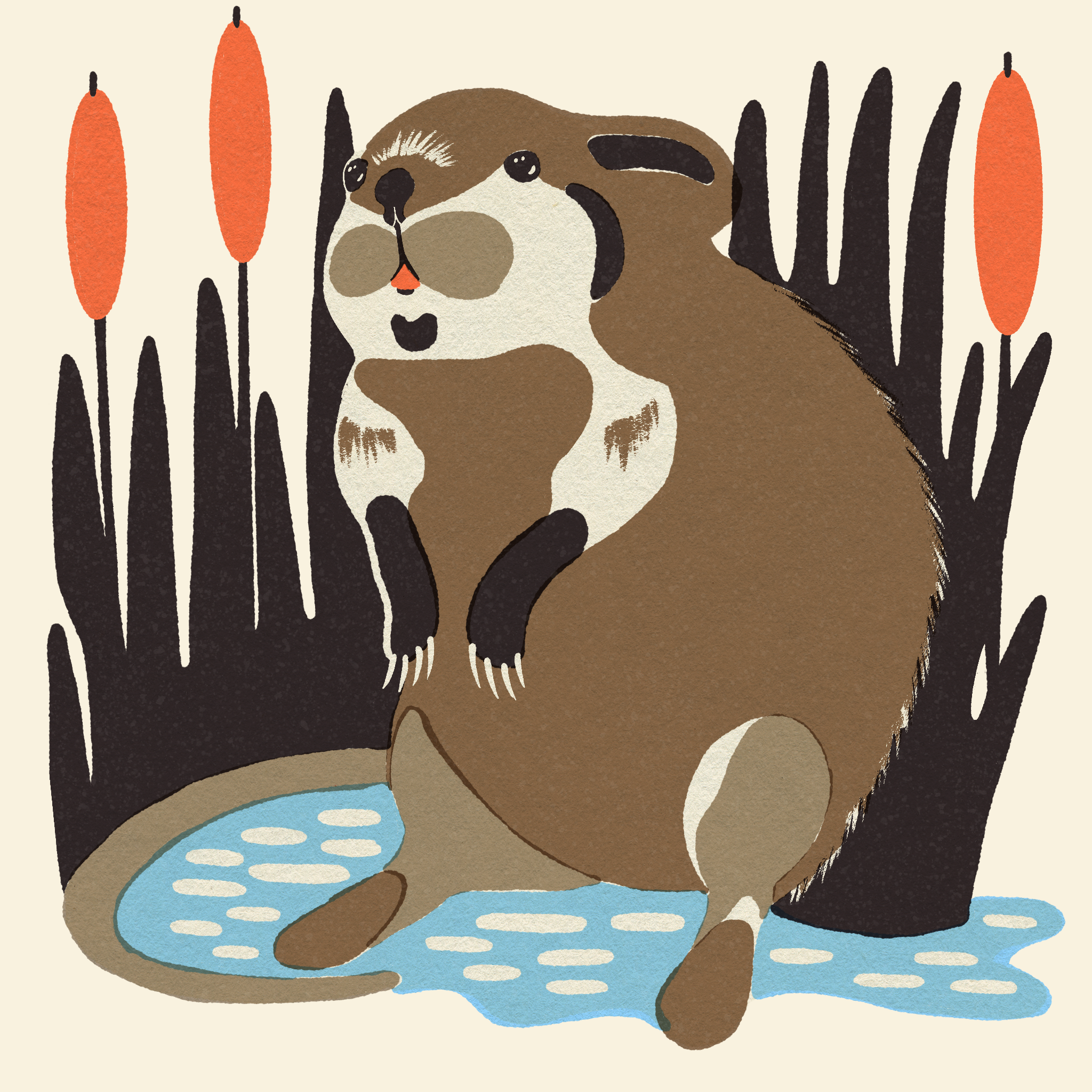 Musk Rat | Beside Mag animal art animal illustration design flat illustration illustrator matchbook